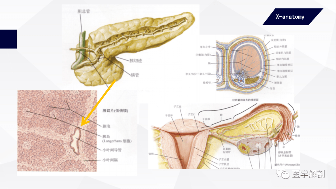 人体内分泌腺分布图图片