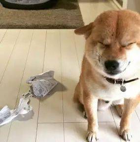 主人外出回家，柴犬突然沖他邪魅一笑，於是他順著狗低頭一看..... 萌趣萌寵 第2张
