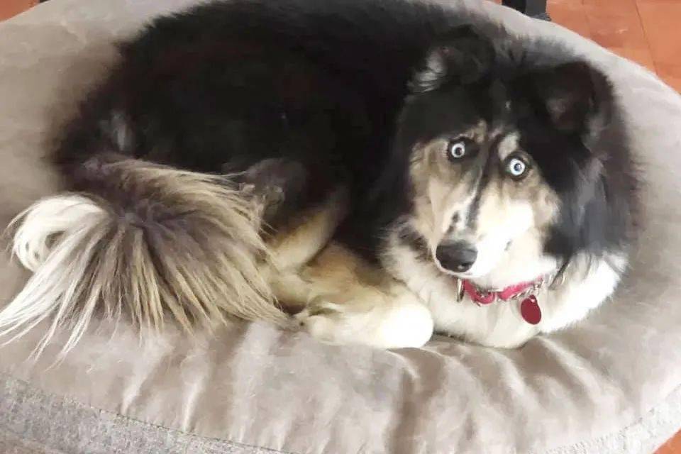 "磕碜"的斗鸡眼哈士奇被繁殖场抛弃后,在网络世界成了香饽饽