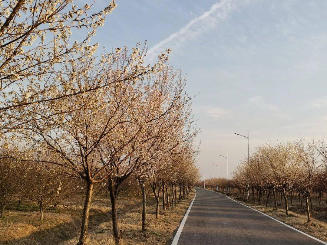 千真万确义井樱花开了灼灼芳华等君来