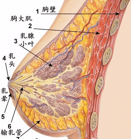 没怀孕乳房胀痛怎么办