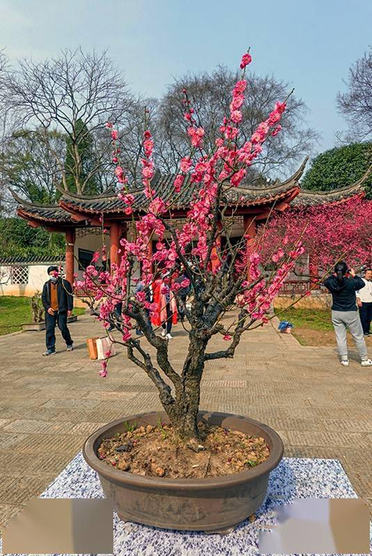 武汉东湖梅花园中的梅花盆景,造型新颖别致和亮丽深受游客的喜爱