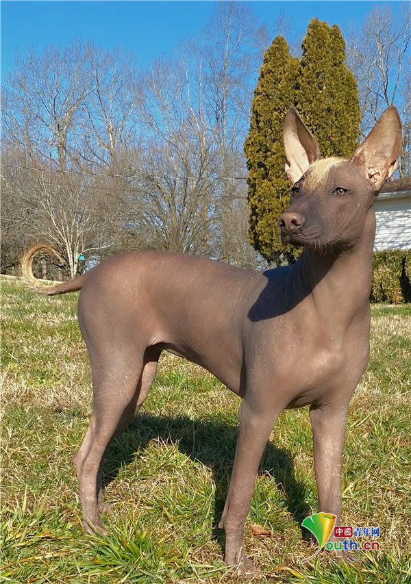 7个月大的狗狗xochi是一只十分罕见的墨西哥无毛犬,当它站着不动的