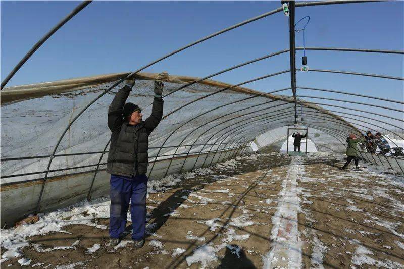 前锋农场拉开清雪扣棚序幕