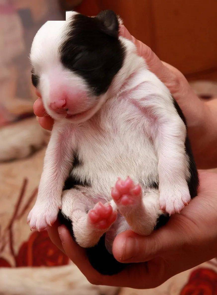 母狗为何会"咬死"刚出生的幼崽?背后的原因要知道_狗狗