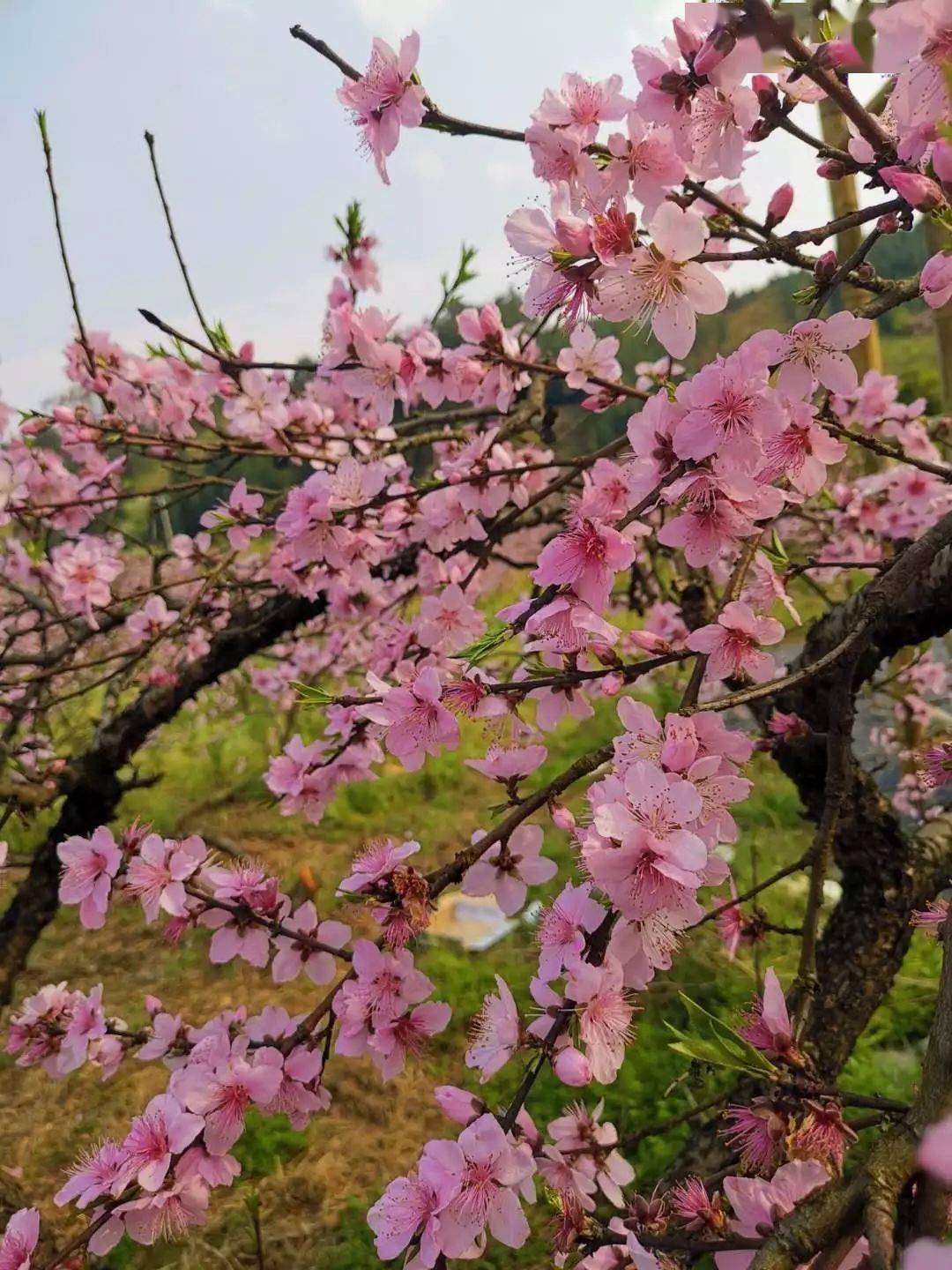 灌阳米竹山梨花图片