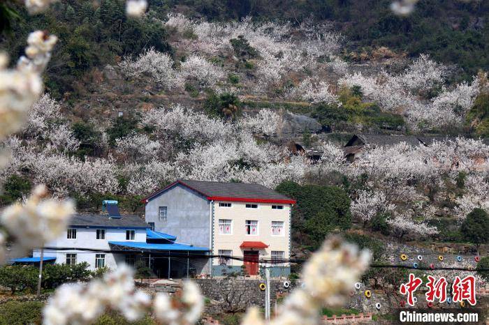 三峡坝区：春天提前22天“报到”