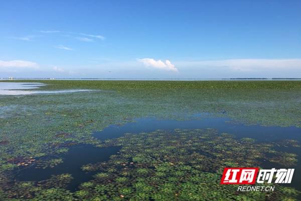 益阳大通湖区 新晋网红踏春打卡地