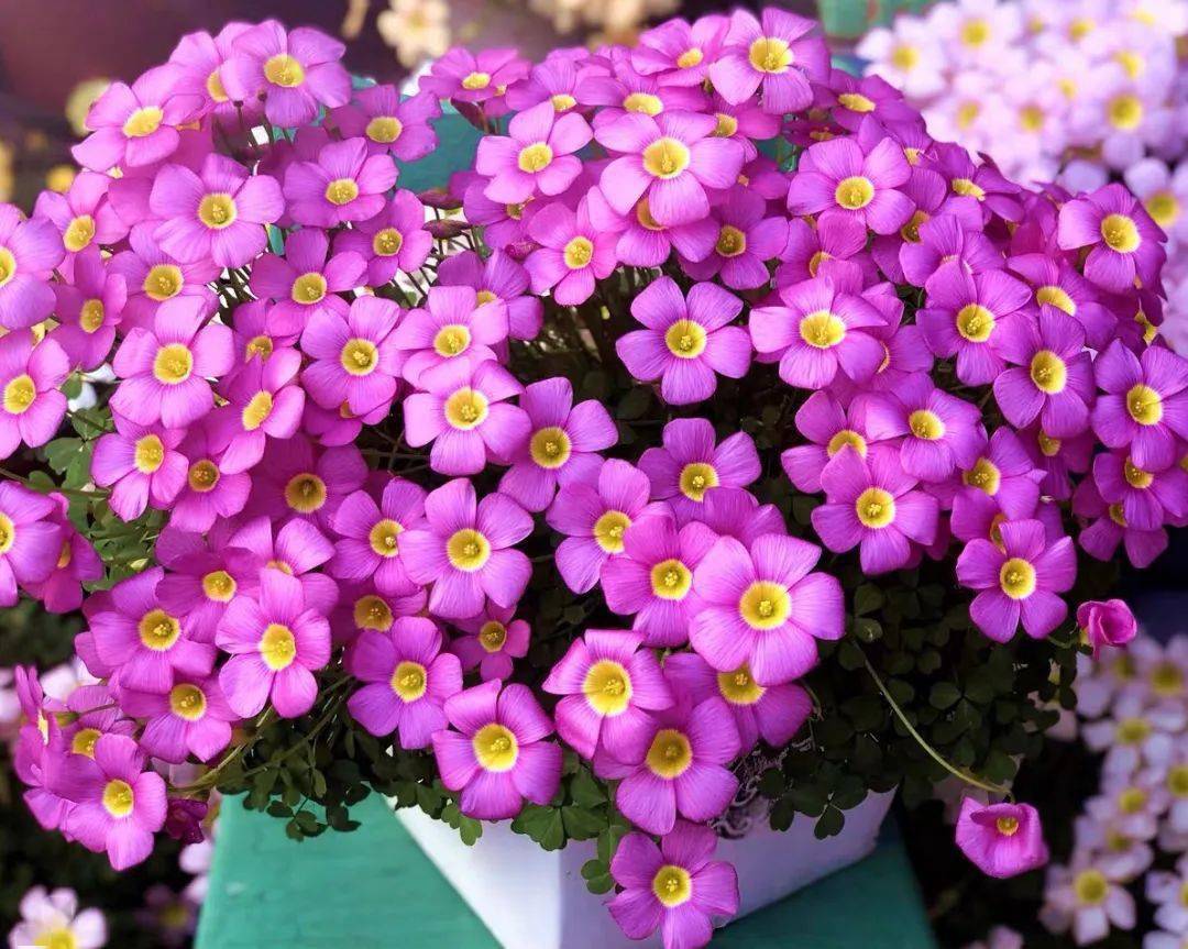 一种小草花，便宜又好养，春天养几盆，开花多到爆，清雅又可爱_搜狐网