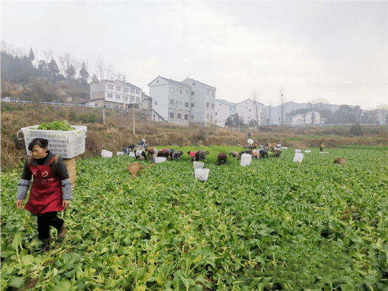 许家镇人口_人口普查