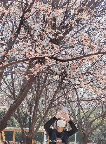 汉口江滩早樱已经盛开！武汉市民赏樱有了新去处