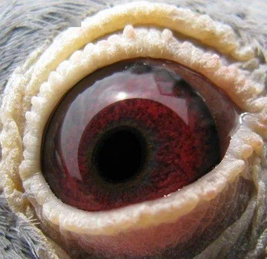 经验| 牛眼该怎么配对?_子代