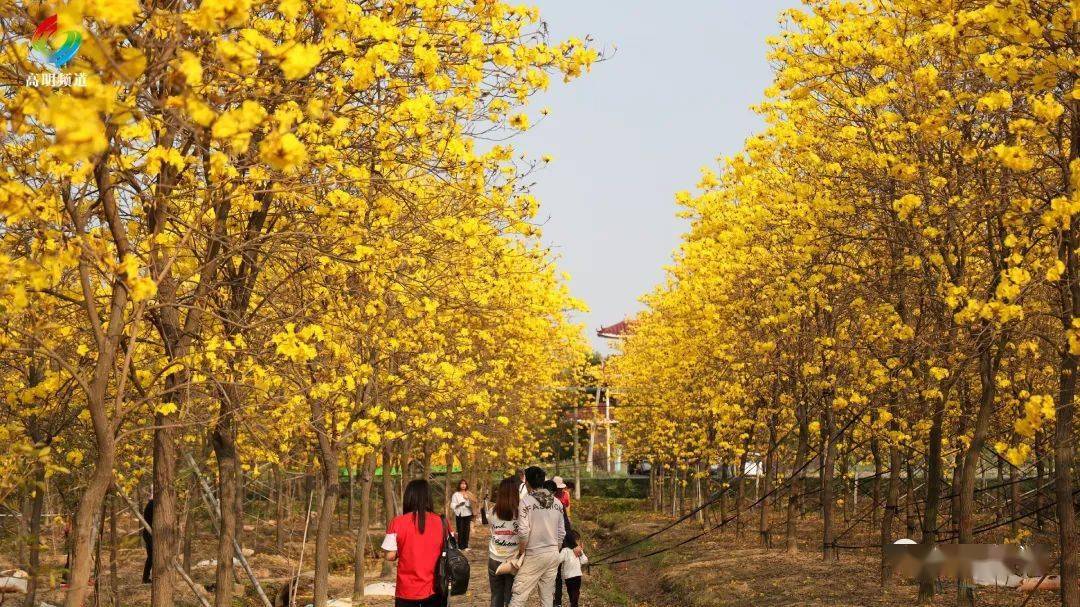 黄花风铃木最新价格表大全