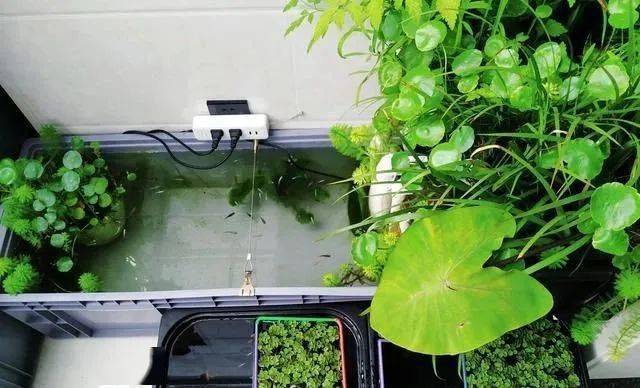 沼泽过滤bogfilter究竟有什么奥秘