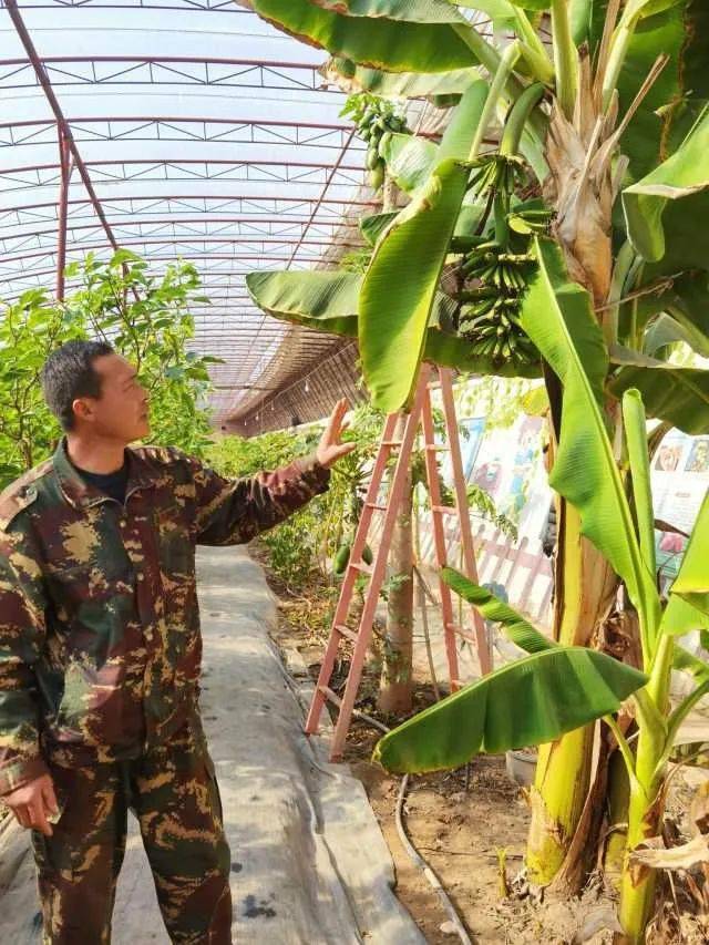 过去,当地村民一直种植玉米和小麦等传统作物,老支书张平正在想发展