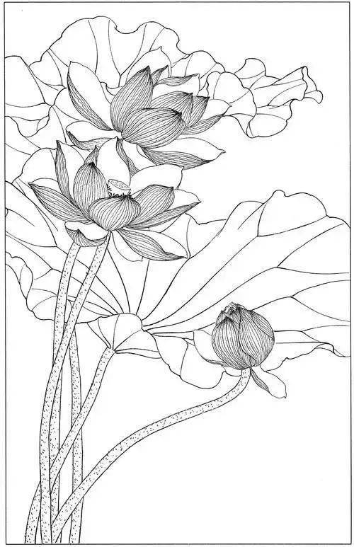 黑白线稿植物荷花白描线稿照着临摹就好