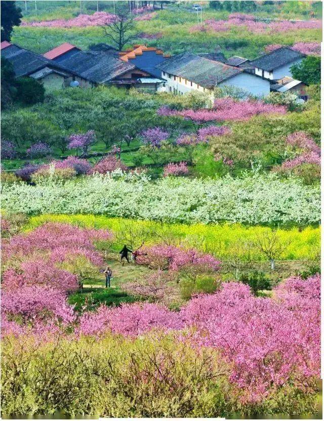已成行 2月27 28日桃花李花 阳春三月赏乐昌九峰万亩桃花李花 2天活动 九峰镇