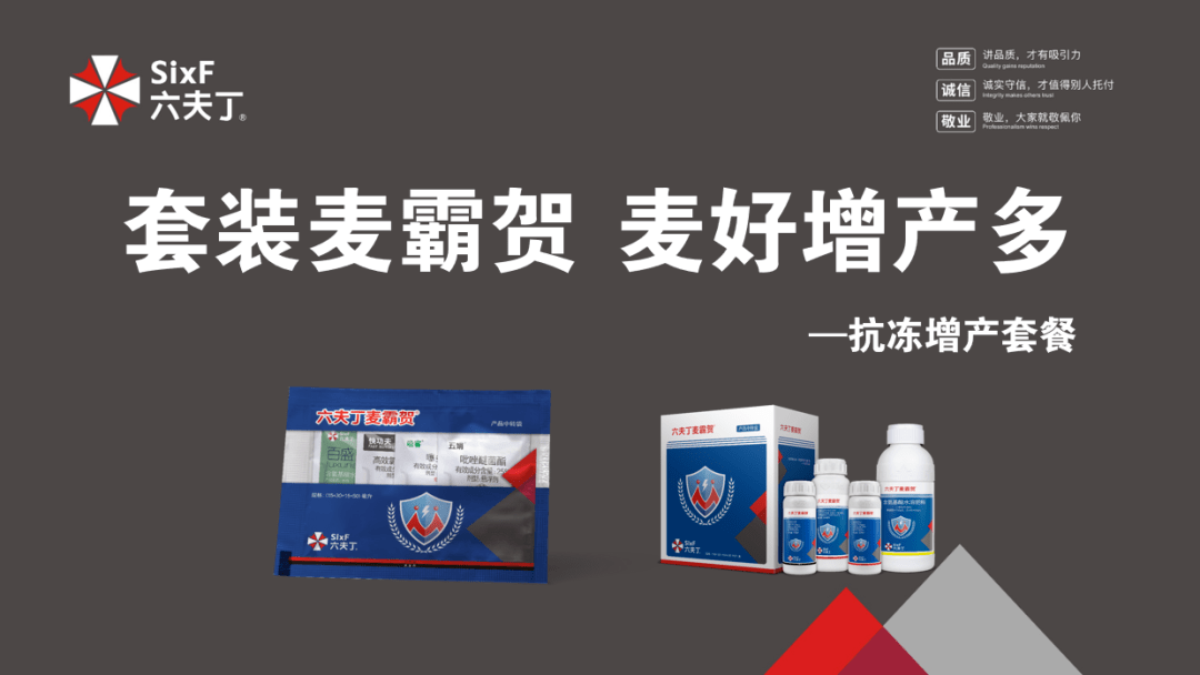 低温来袭  预防倒春寒 就用六夫丁麦霸贺