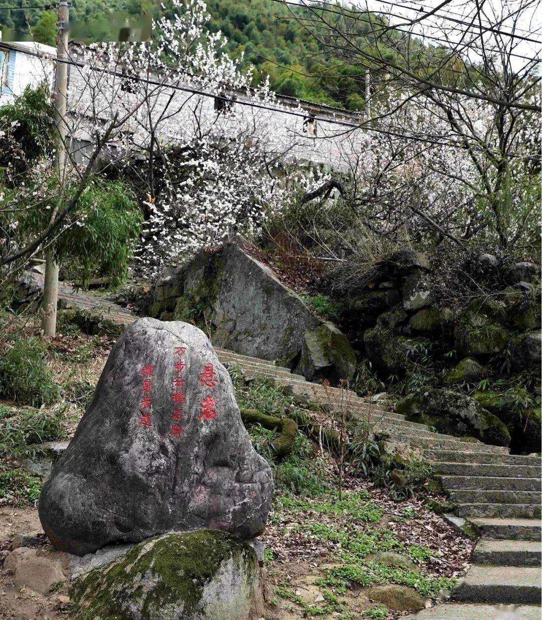 櫻花村落 | 2.27 週六 行攝四明山網紅懸巖村,徒步地質公園步道