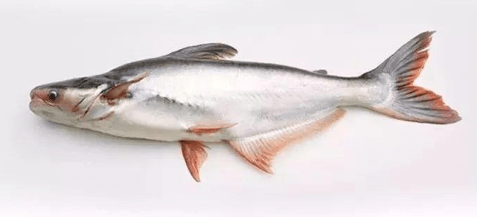 每日一鱼 巴沙鱼 腹腔内积累有三块大油脂 卡巴沙