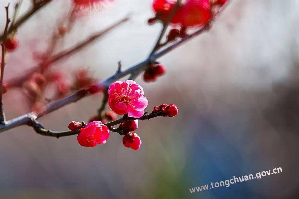【春天里的铜川】初春的脚步——红梅花儿开