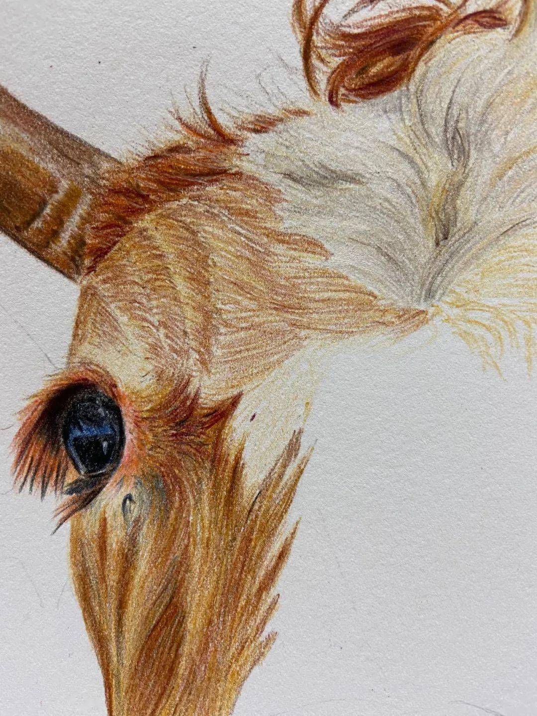 十二生肖彩铅画图文教程牛