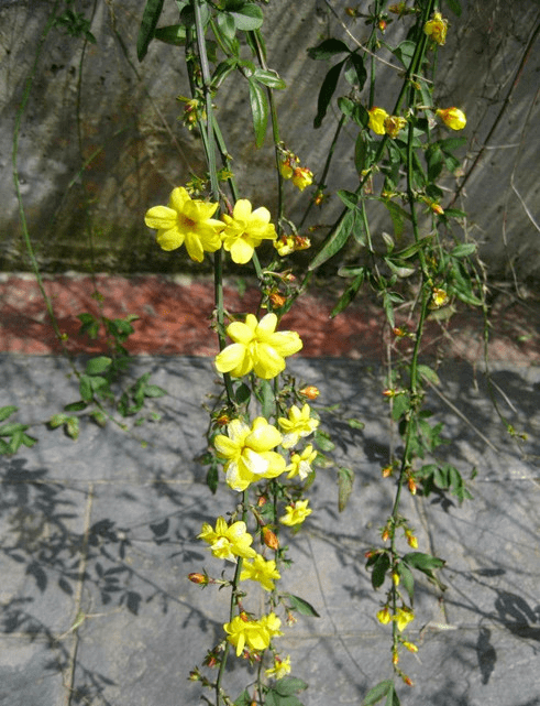 素心向美,以诗为文.