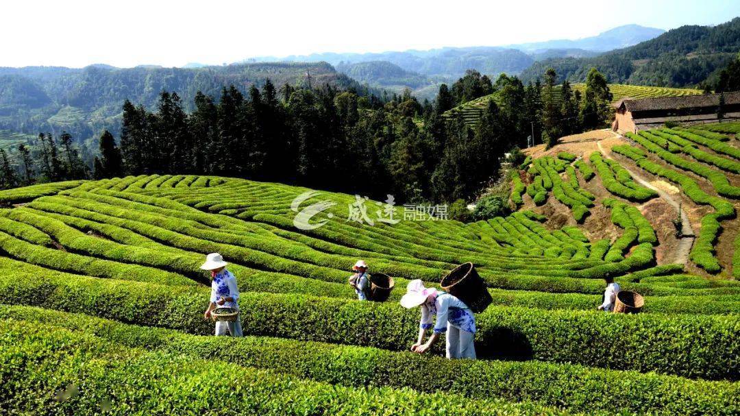 威远无花果基地,采摘时间