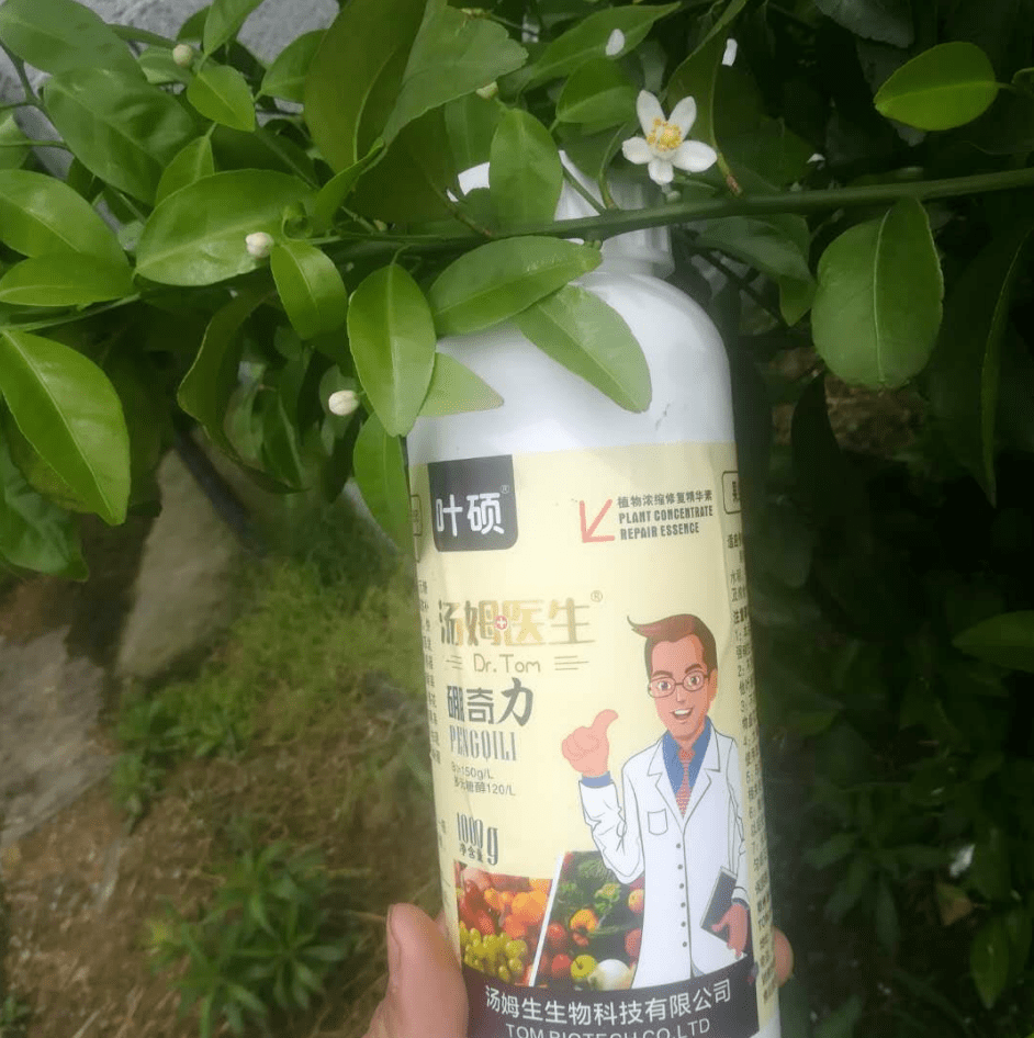 比多效唑更安全,更高效!果树促花保果新配方,开花多,结果多!_柑橘