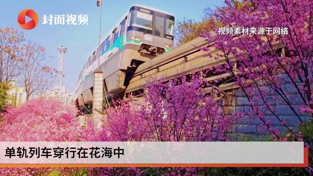 这趟列车穿越花海抵达春天，你爱上它了吗？