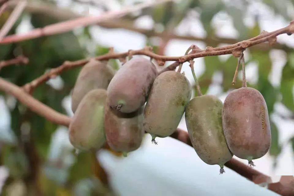 红佳丽软枣猕猴桃红皮红肉果个匀称果面光滑果味香甜品质佳