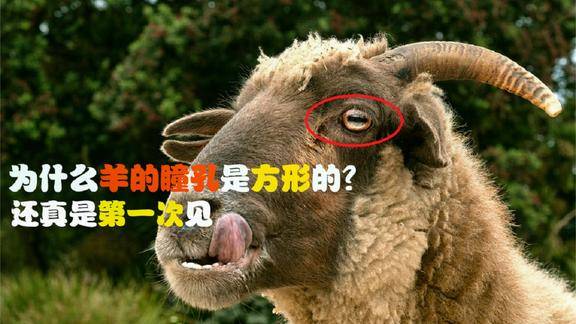 为什么羊的瞳孔是方形的 动物的眼睛各有千秋 还真是第一次见