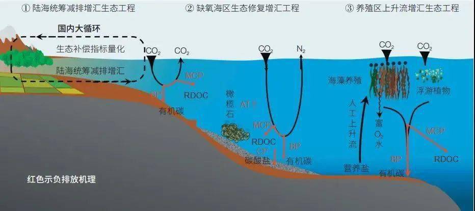 海洋科普（1358）| 海水养殖如何助力“碳中和”？_唐启升