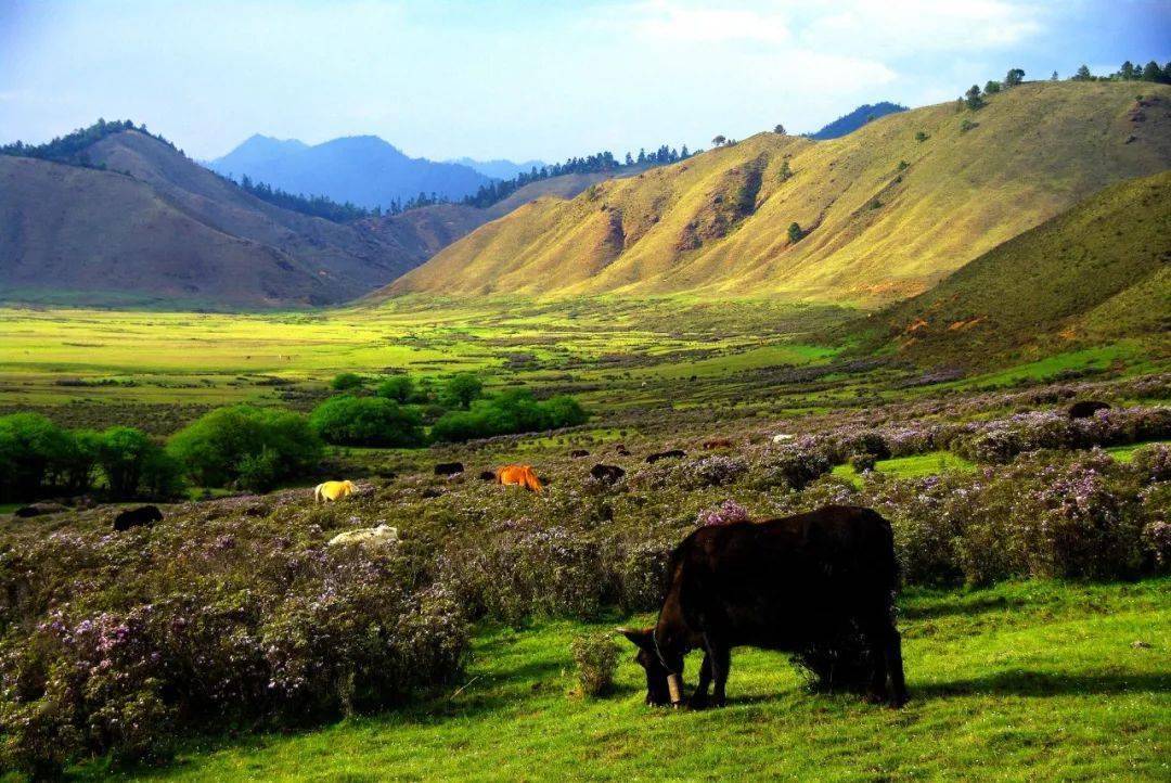 位于怒江州兰坪县通甸乡得胜村的罗古箐,与大羊场,情人坝一起构建起了