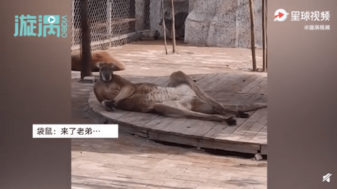 成精了袋鼠惊现葛优瘫引围观小朋友惊呼像爸爸躺床上的样子