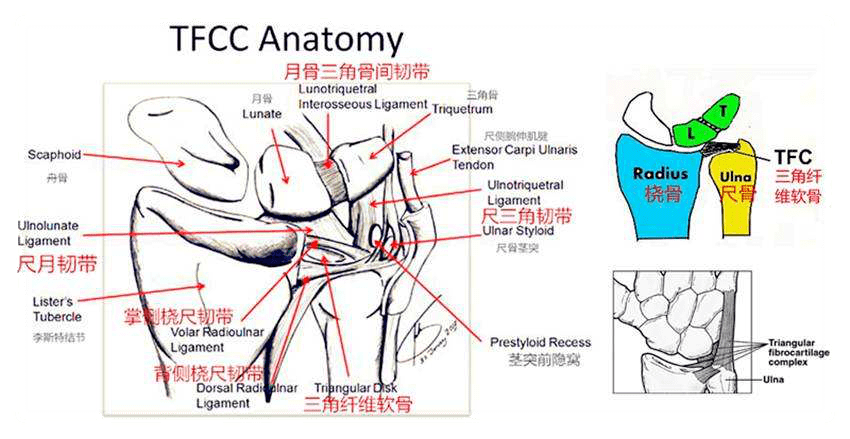 尺月韧带,尺三角韧带 尺侧副韧带,尺侧关节囊,尺侧伸腕肌腱腱鞘