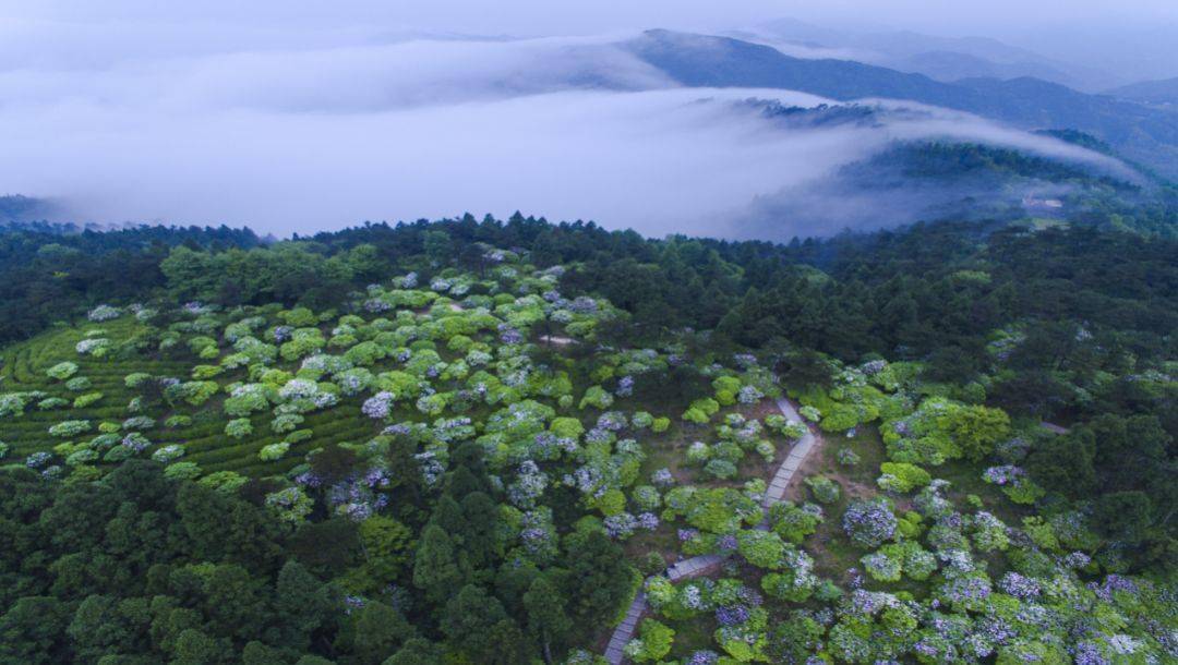 ▼大雷山野杜鵑與雲錦杜鵑的高雅不同,略帶接地氣的感覺,一簇簇一叢叢