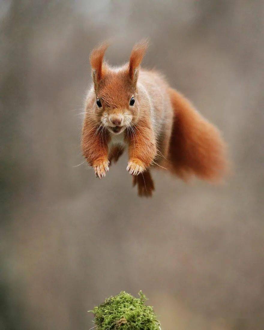 屡获殊荣的奥地利摄影师拍摄的77张有趣野生动物照片