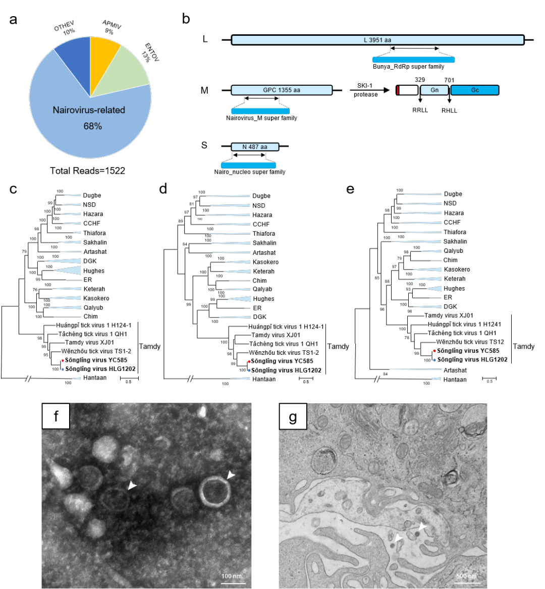 佛山科学技术学院刘全教授团队与其他团队合作在nature medicine 上