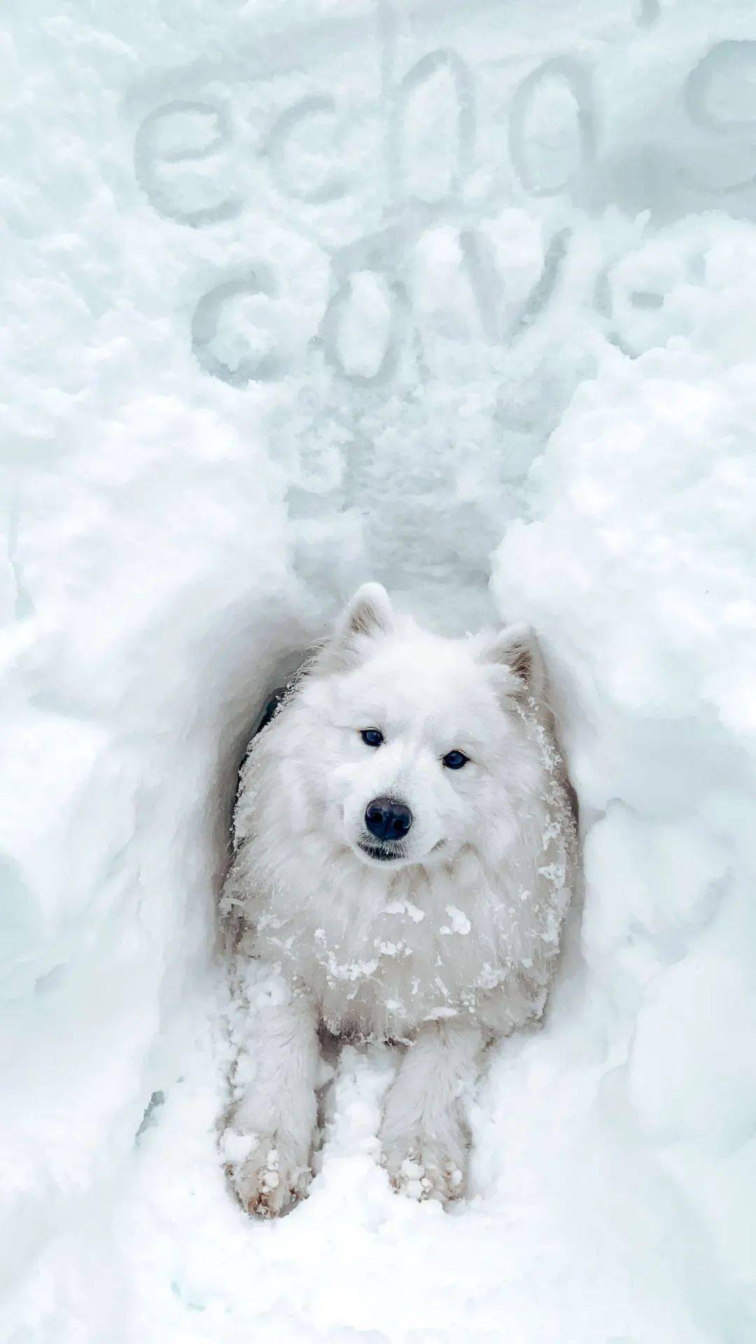 当萨摩耶在雪地发现一个洞后铲屎官再见这是我新家