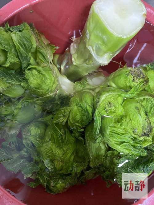 小莫说音乐丨菜脑壳上的《春之祭》_脱水