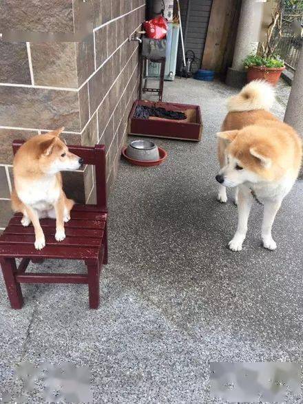網友家的柴犬一直很囂張，直到它遇到了秋田... 萌趣萌寵 第1张