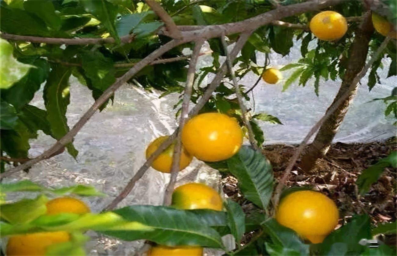 亩收益可达40000元的洋果子又来了爱蜜果新型果子树
