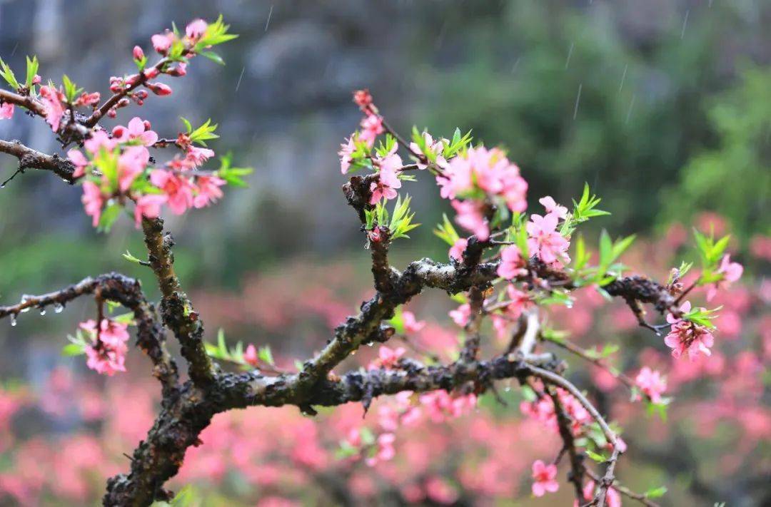 唐寅《桃花庵歌》桃花仙人種桃樹,又摘桃花換酒錢.