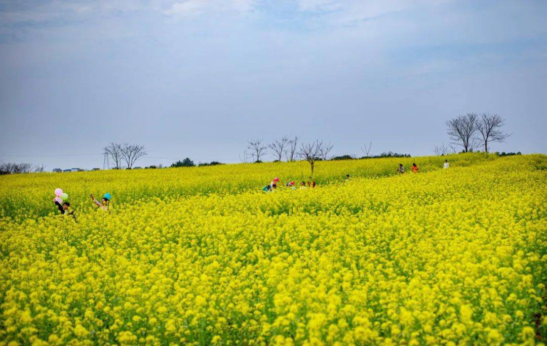 万年梓埠 那片油菜花哟 那么灿烂 那么香艳 花朵