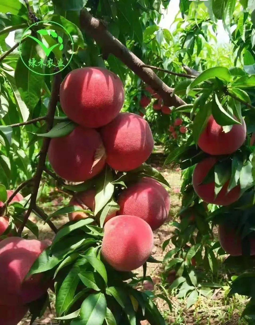 【喜讯】我县"汝河湾"富硒桃被评为河南省"我最喜爱的绿色食品"67