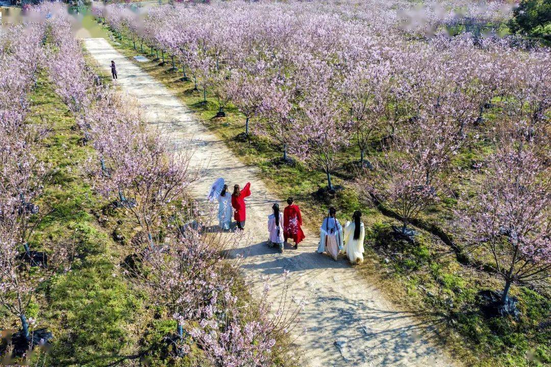 武宁北湾樱花图片