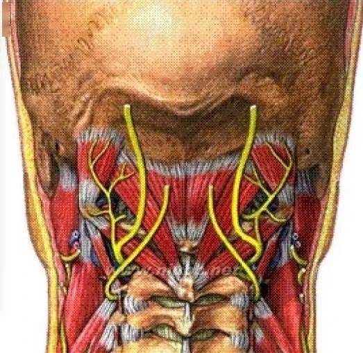 枕大神經與枕大神經痛_肌肉