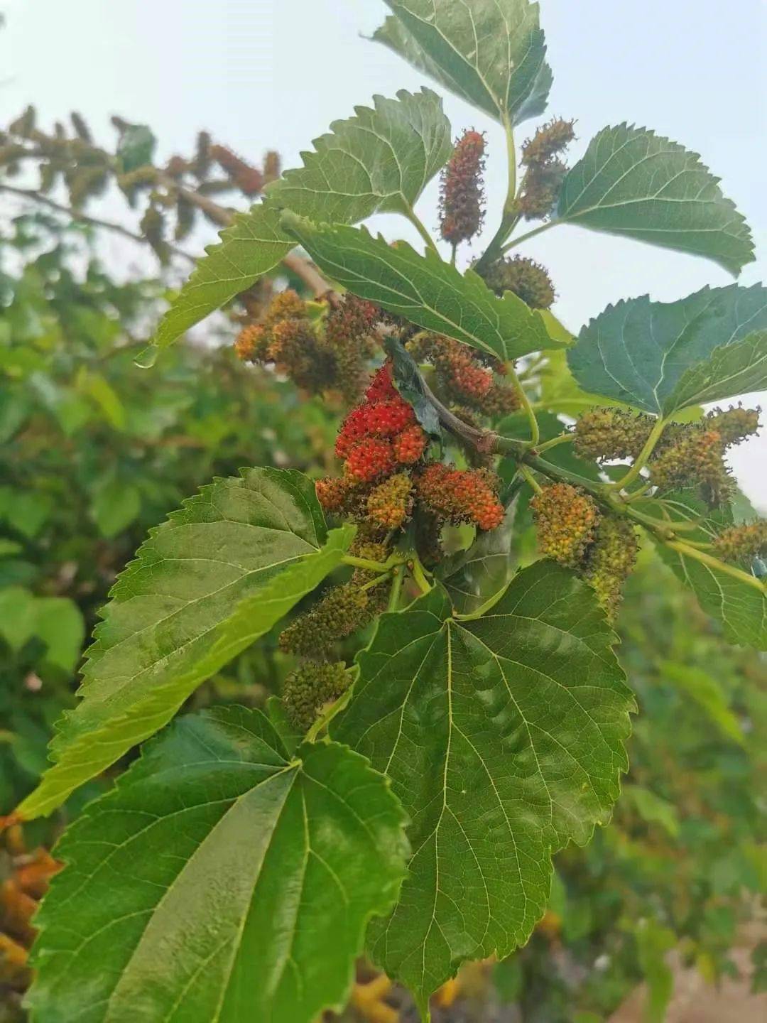 扶桑花果实图片图片