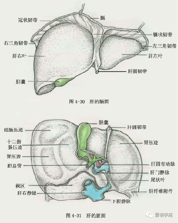 超赞最全肝脏的表面解剖及分叶分段